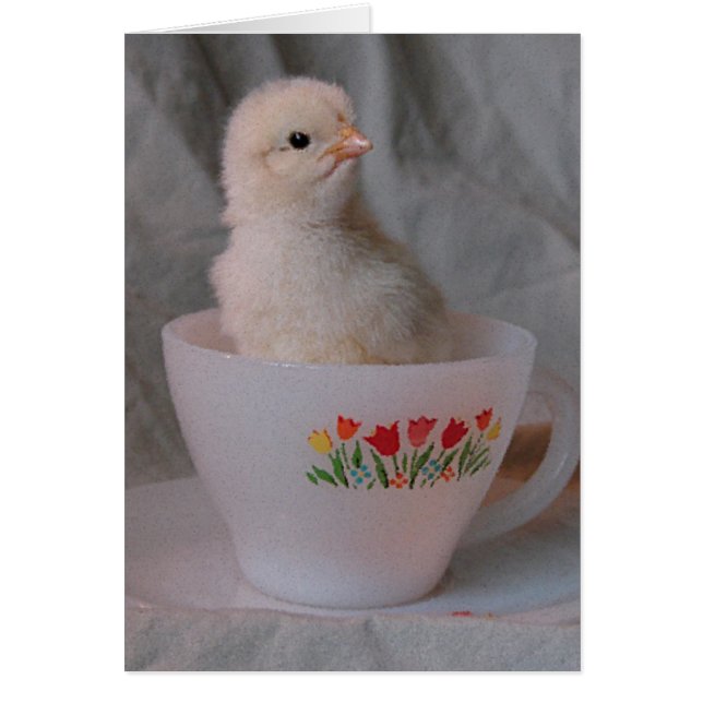 Chick in Vintage Teacup Cards (Front)