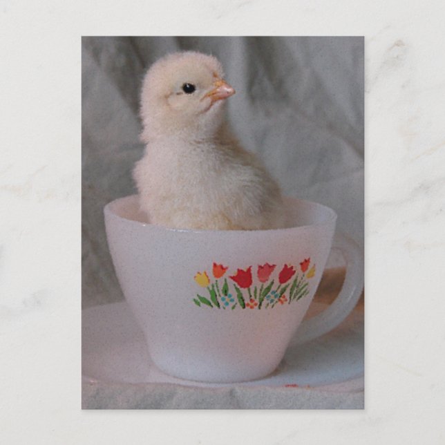Chick in Vintage Teacup Postcard (Front)