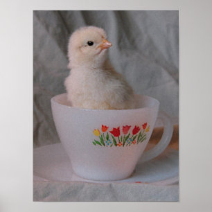 Chick in Vintage Teacup Poster