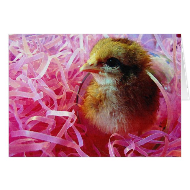 Chick in Wine Glass Cards (Front Horizontal)