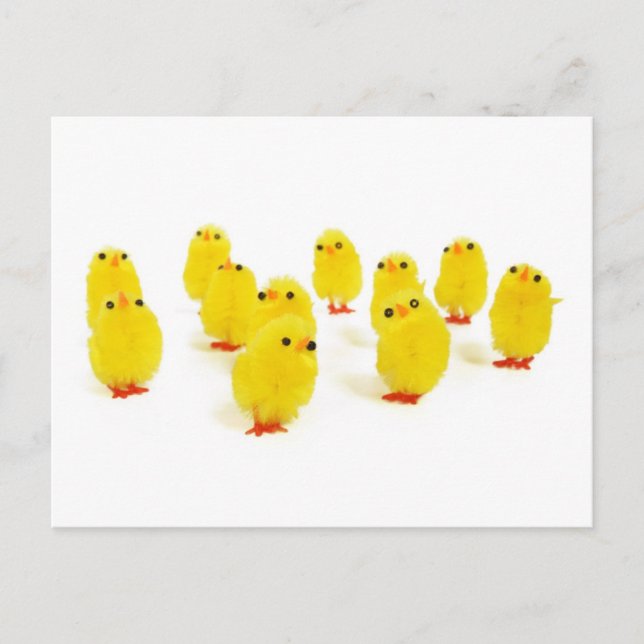 Chick magnet chillin with my peeps funny photo postcard (Front)