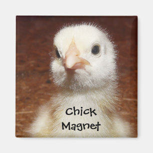 Chick Magnet - Cute Chick Photo