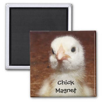 Chick Magnet - Cute Chick Photo by CountryCorner at Zazzle