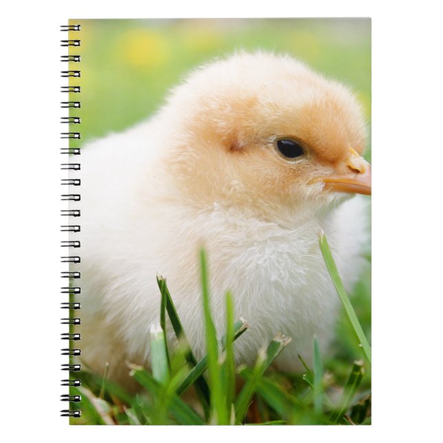 Chick Notebook (Front)