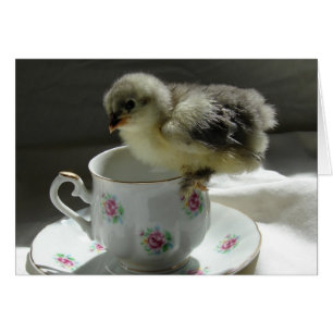 Chick on a Teacup Cards