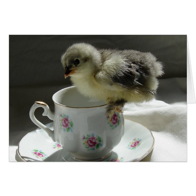 Chick on a Teacup Cards (Front Horizontal)
