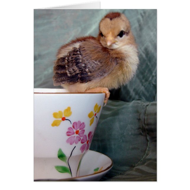 Chick On Cup Cards (Front)