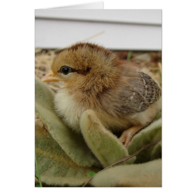 Chick on Leaves Cards (Front)