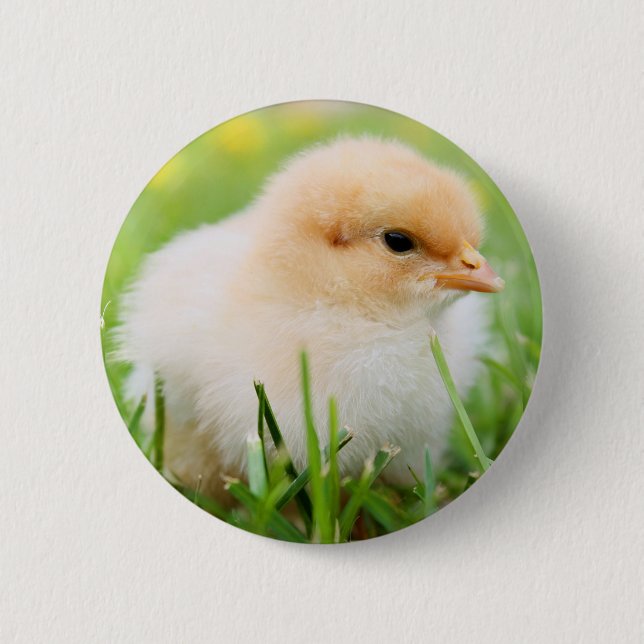 Chick Pinback Button (Front)