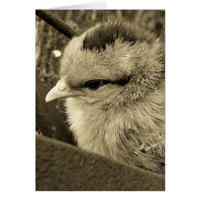 Chick Playing in the Garden Cards (Front)