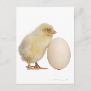 Chick with egg (2 days old) postcard