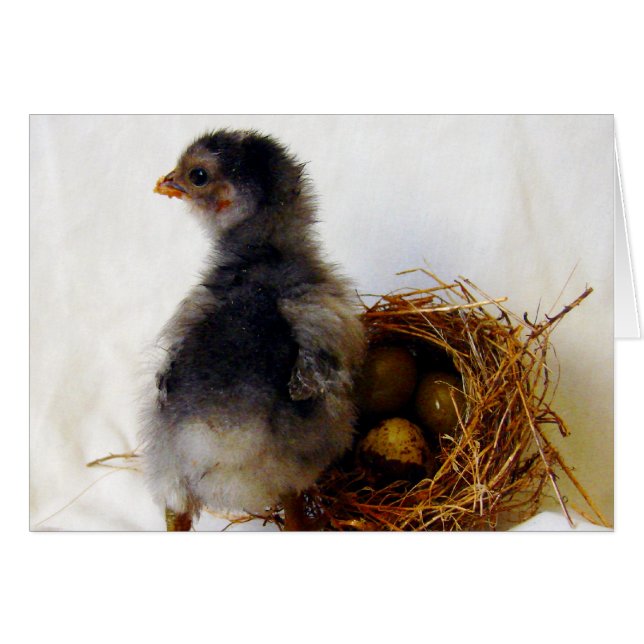 Chick With Nest Cards (Front Horizontal)