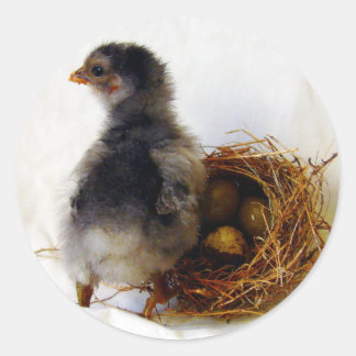 Chick With Nest Classic Round Sticker
