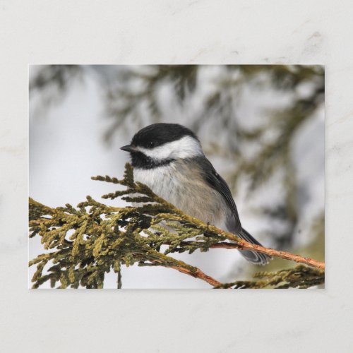 Chickadee_9505 Postcard