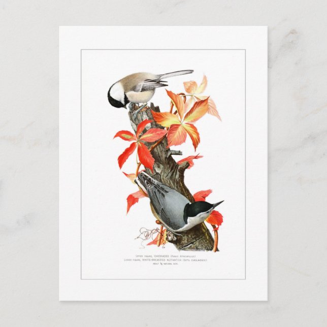 Chickadee and Nuthatch Postcard (Front)