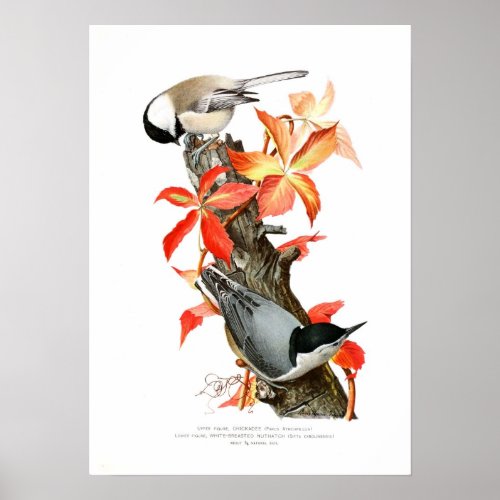 Chickadee and Nuthatch Poster