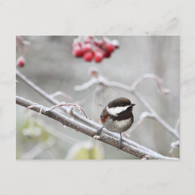 Chickadee and Red Berries in Winter Postcard (Front)