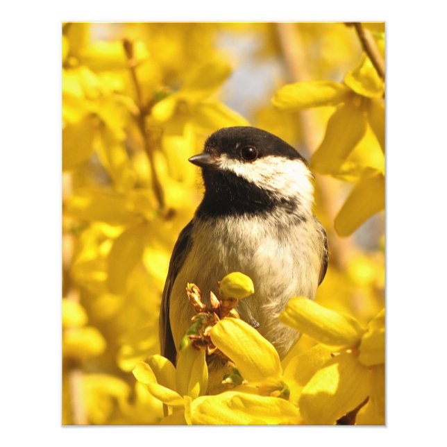Chickadee Bird in Forsythia Flowers Photo Print (Front)