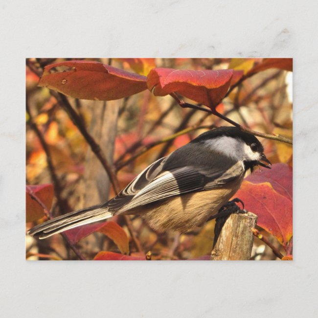 Chickadee Bird in Pink and Red Autumn Leaves