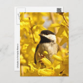 Chickadee Bird in Yellow Flowers Postcard (Front/Back)