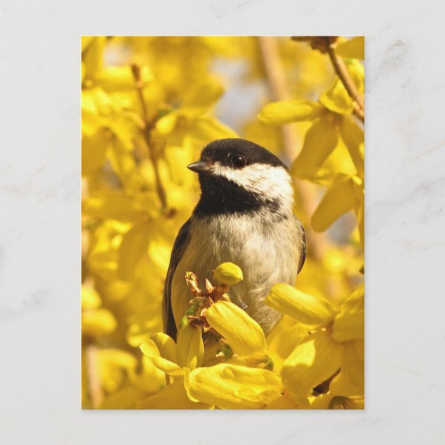 Chickadee Bird in Yellow Flowers Postcard (Front)