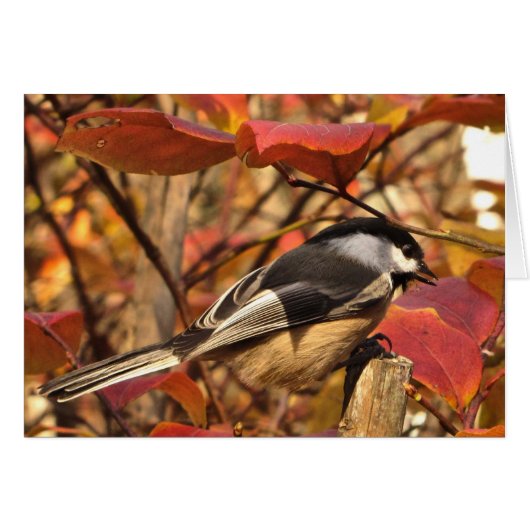 Chickadee Bird with Pink Red Autumn Leaves Cards (Front Horizontal)