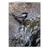 Chickadee Card (Front)