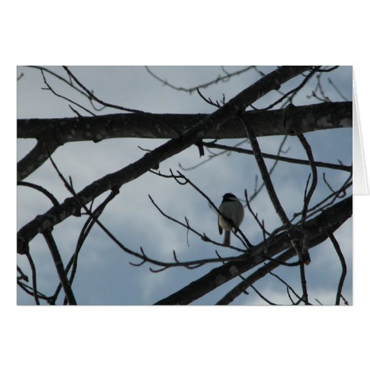Chickadee Cards (Front Horizontal)