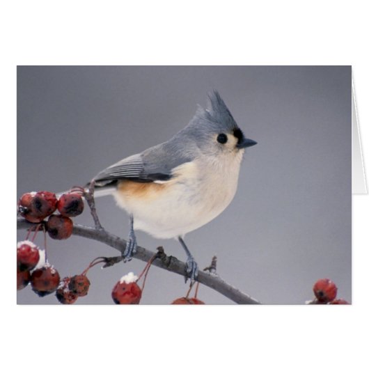 Chickadee Cards (Front Horizontal)