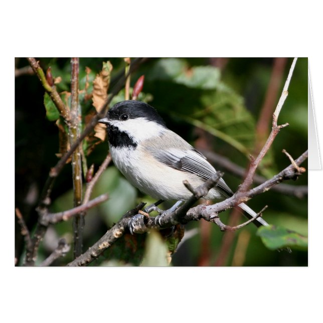 Chickadee Cards (Front Horizontal)