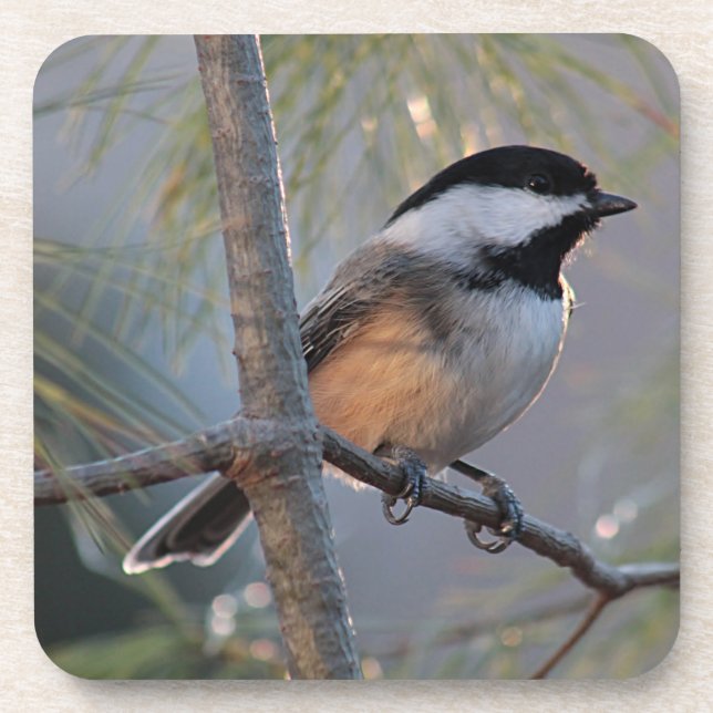 Chickadee Drink Coaster (Front)
