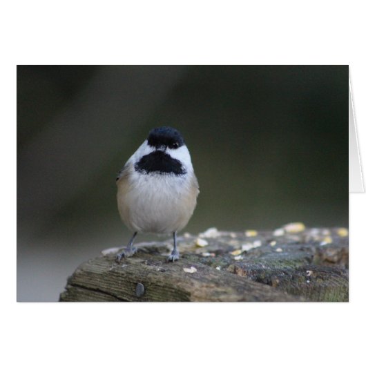 Chickadee Greeting Card (Front Horizontal)