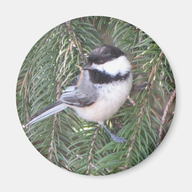 Chickadee in a pine tree magnet (Front)
