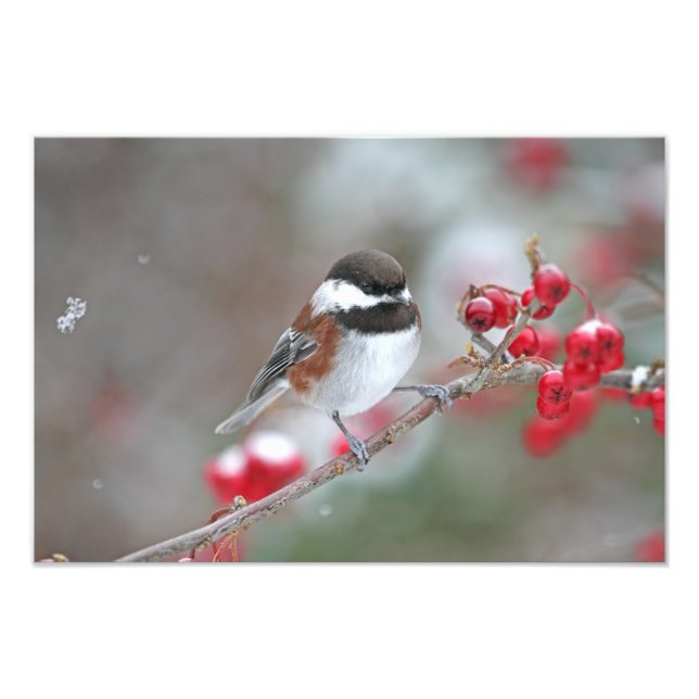 Chickadee in Falling Snow with Red Berries Photo Print (Front)