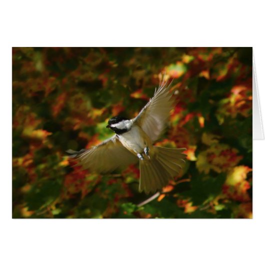 Chickadee In Flight Cards (Front Horizontal)