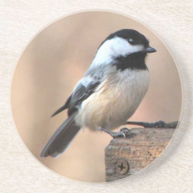 Chickadee in Golden Light Drink Coaster (Front)