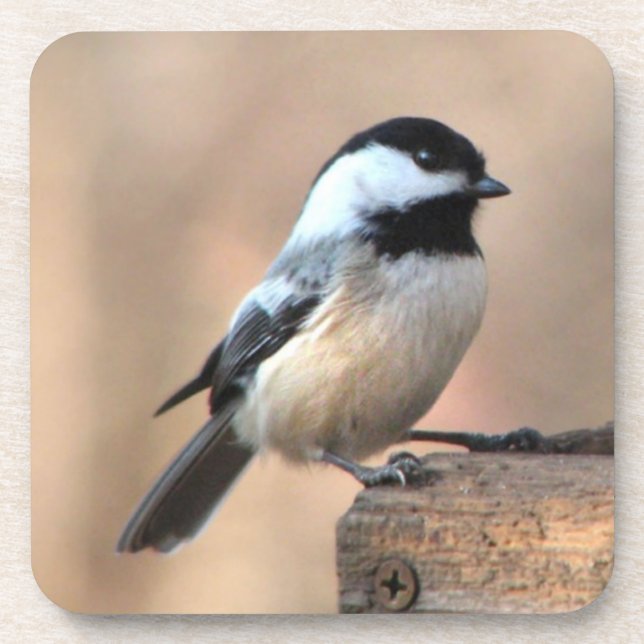 Chickadee in Golden Light Drink Coaster (Front)