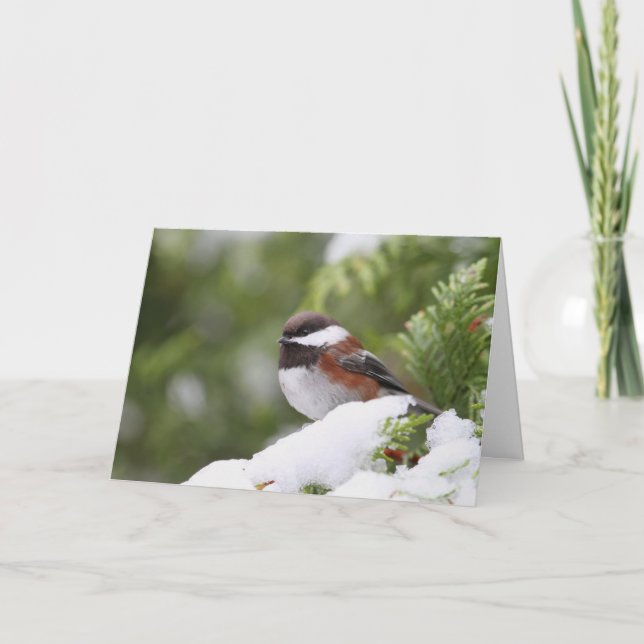 Chickadee in Snow on a Cedar Tree Card (Front)