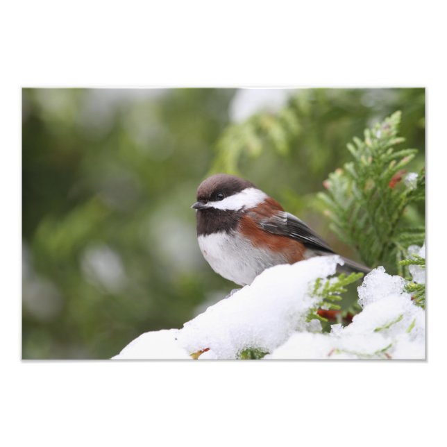 Chickadee in Snow on a Cedar Tree Photo Print (Front)