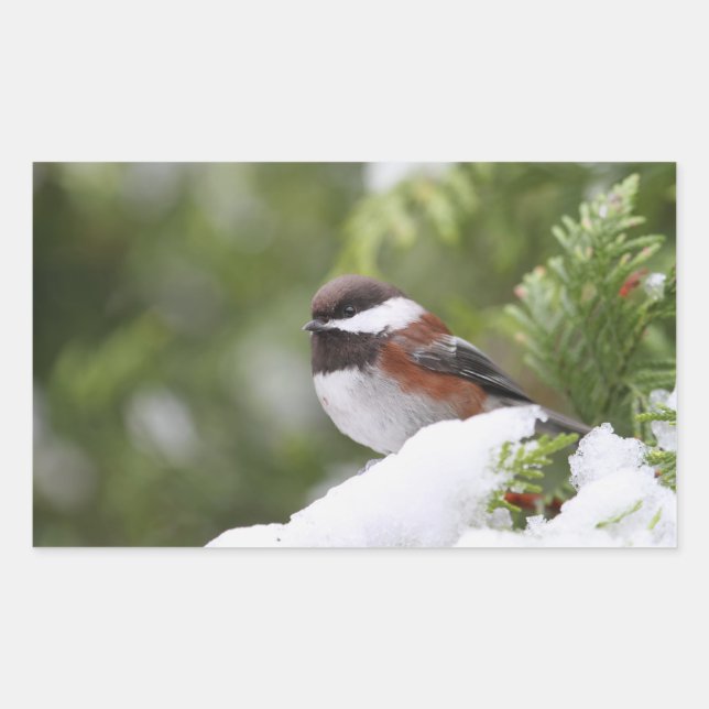 Chickadee in Snow on a Cedar Tree Rectangular Sticker (Front)