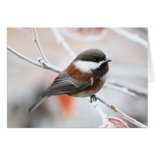 Chickadee in Winter Cards (Front Horizontal)