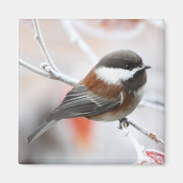 Chickadee in Winter Magnet (Front)