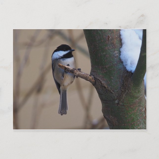 Chickadee Moment Postcard (Front)