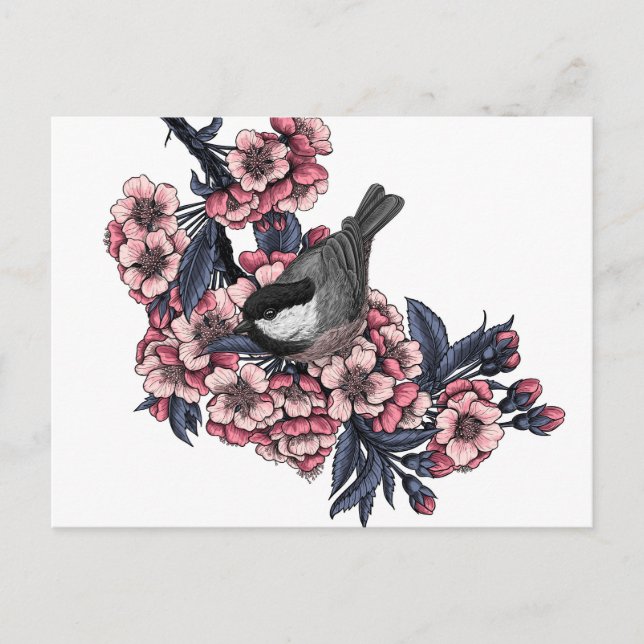 Chickadee on a blooming cherry branch postcard (Front)