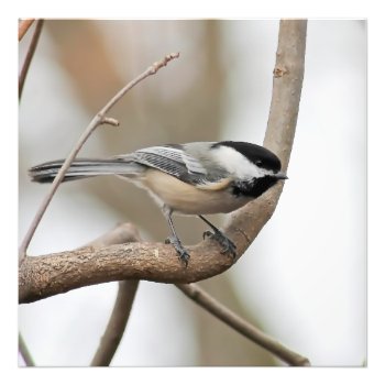 Chickadee On A Branch Square Print by nikkilynndesign at Zazzle