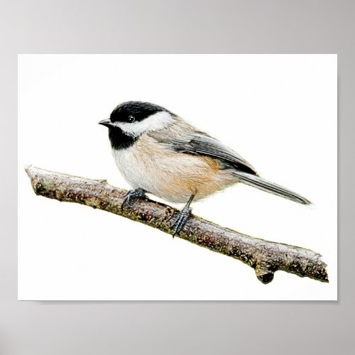 Chickadee on Branch Poster