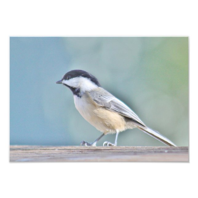 Chickadee photography photo print (Front)