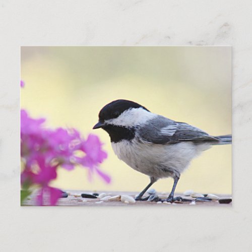 Chickadee Postcard