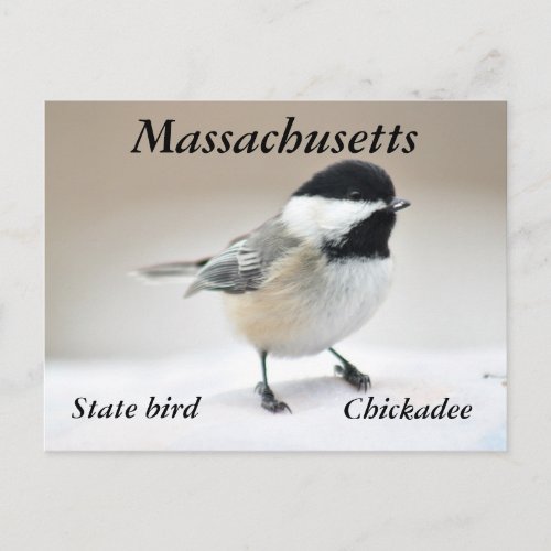 Chickadee Postcard