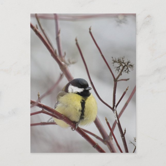 Chickadee Postcard (Front)